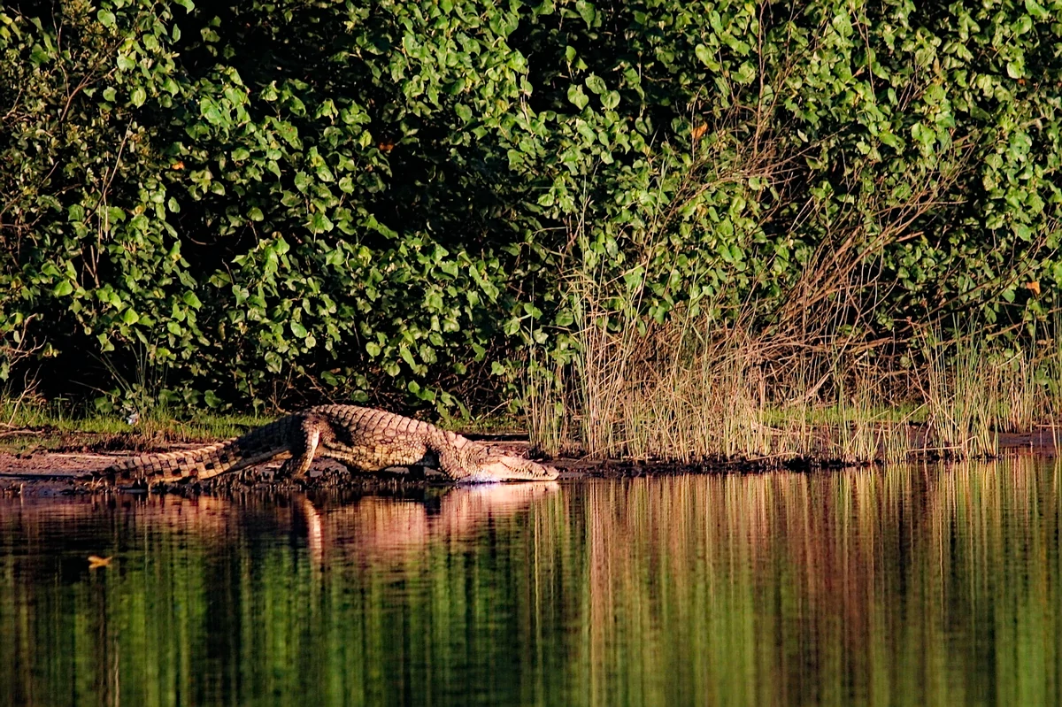 Crocodile, Isimangaliso KZN