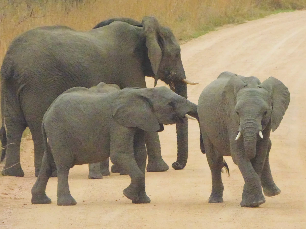 Destination KZN elephant