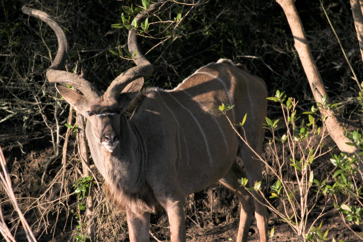Kudu Hluhluwe KZN